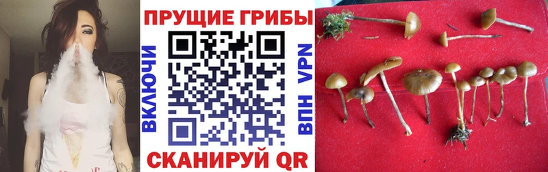 Галлюциногенные грибы Psilocybine cubensis  Костомукша 